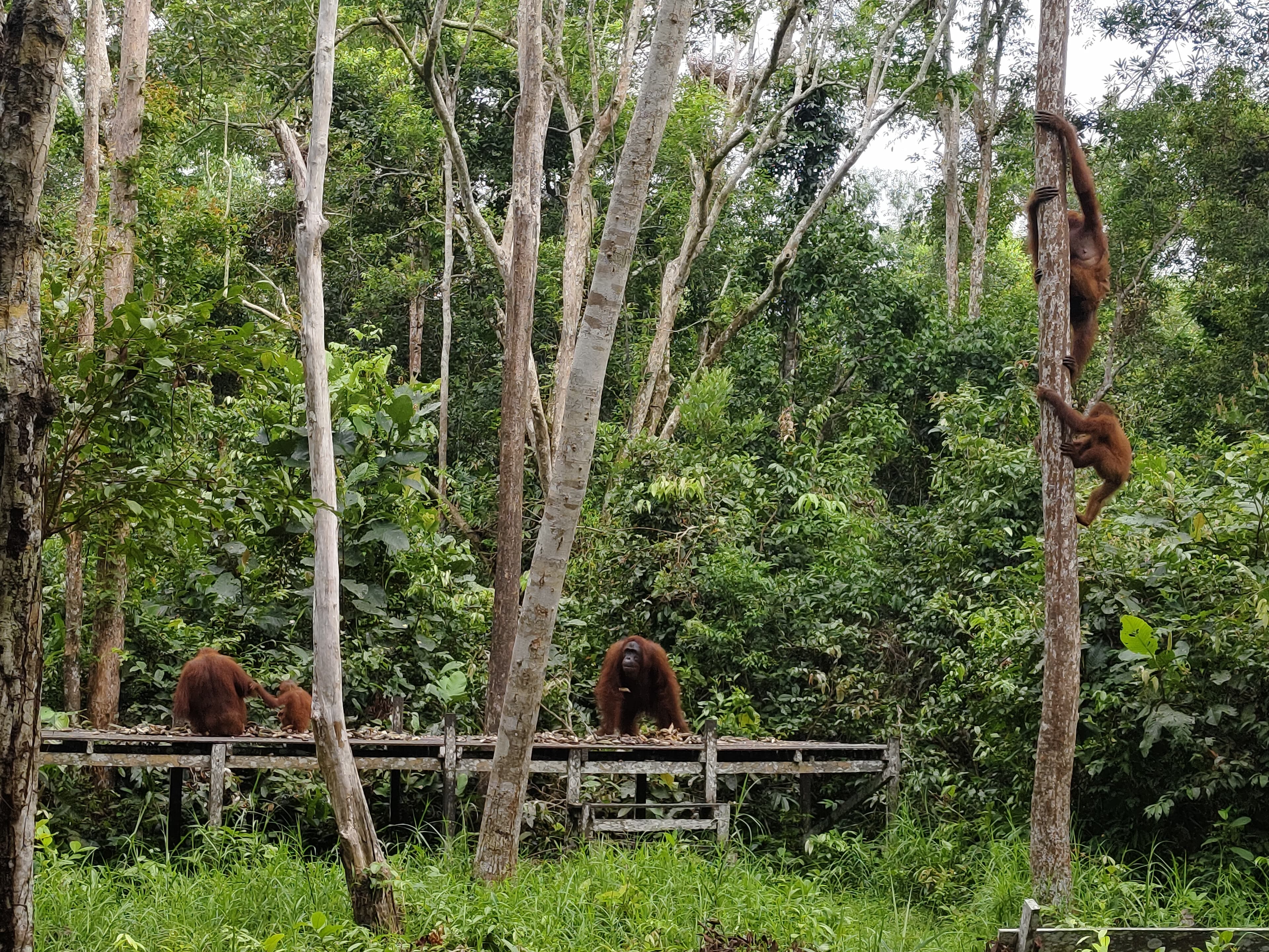 Borneo Rainforest
