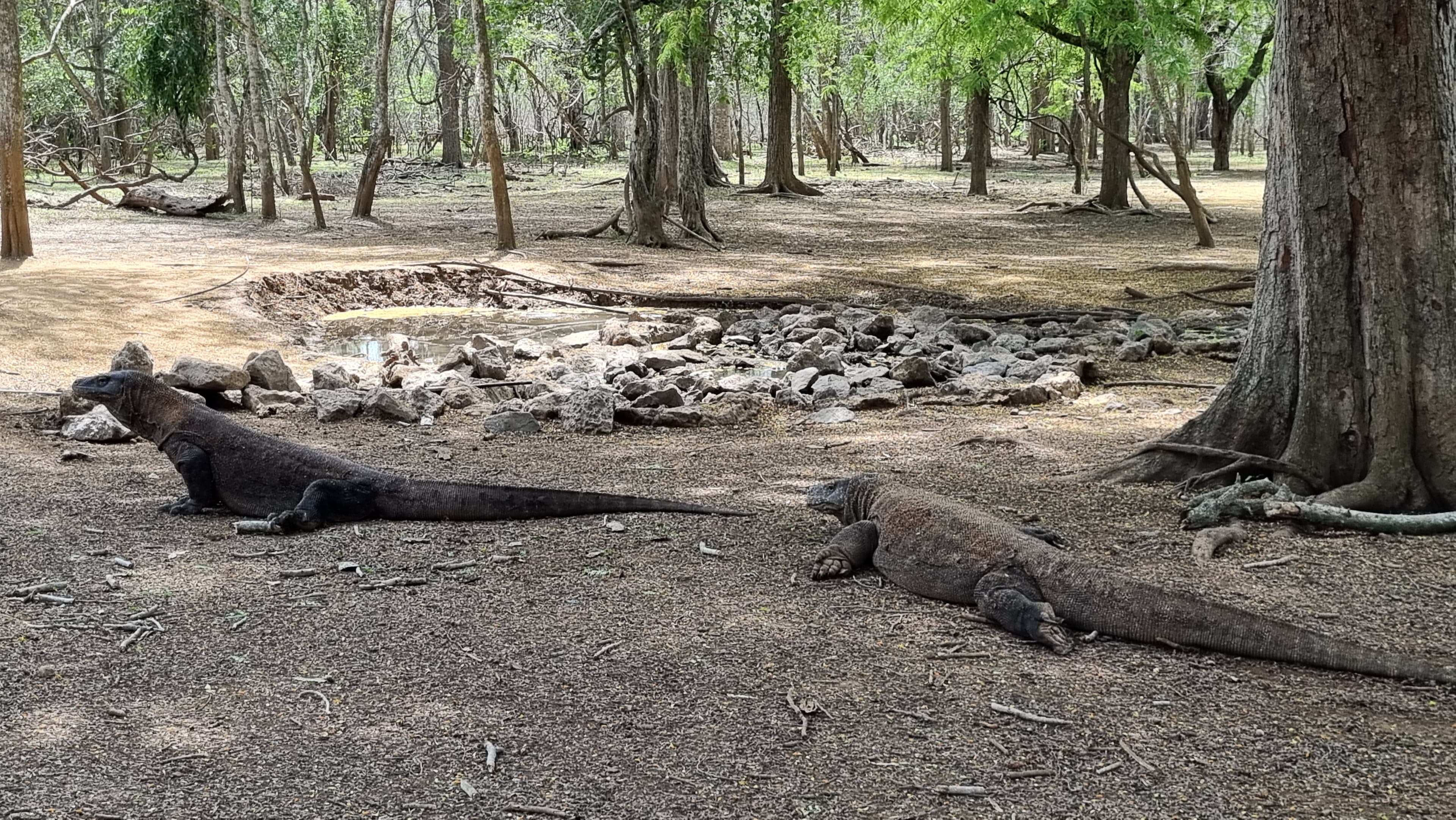 Komodo Island