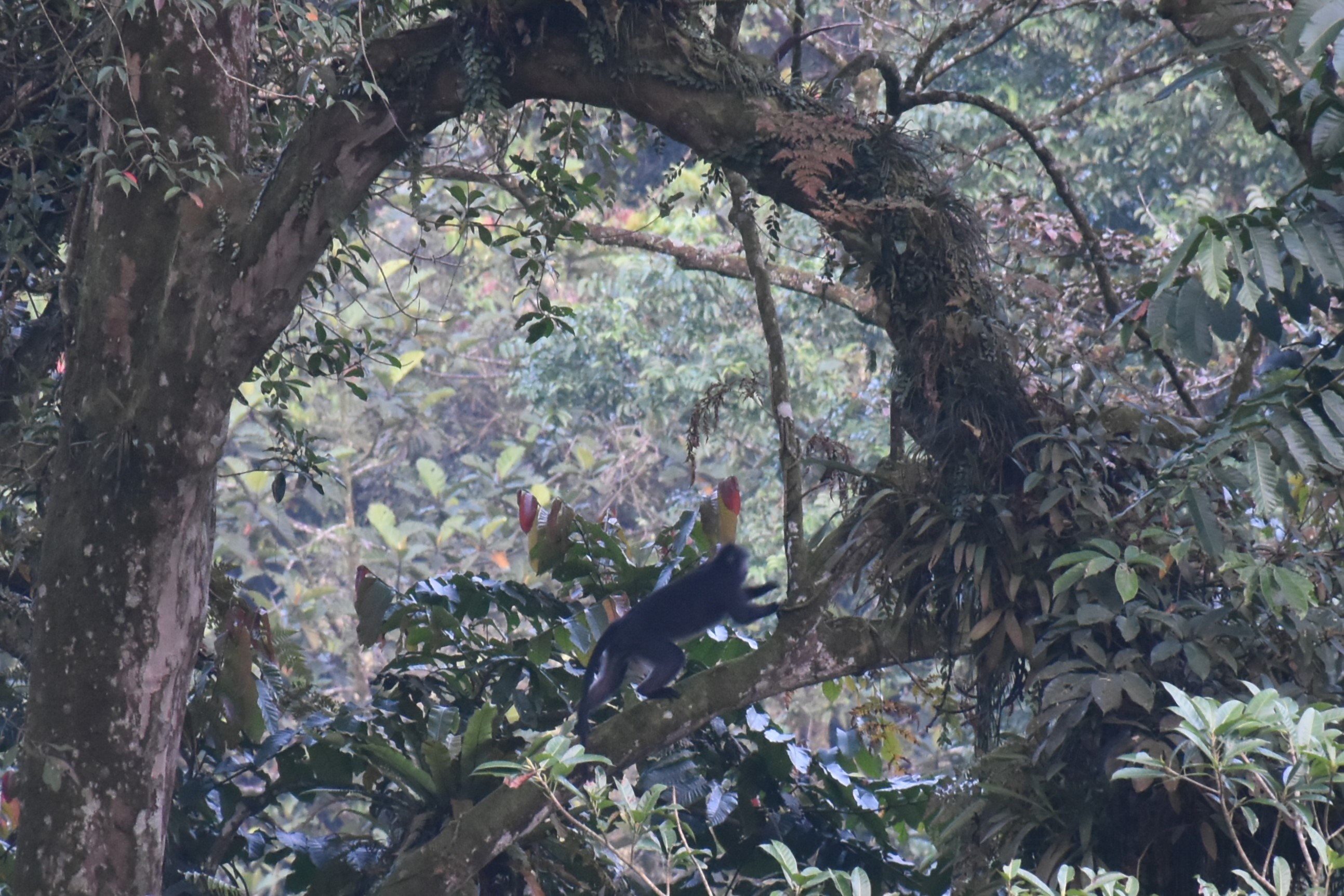 Petungkriyono Eco-Tour: A Sustainable Experience in the Pekalongan Highlands