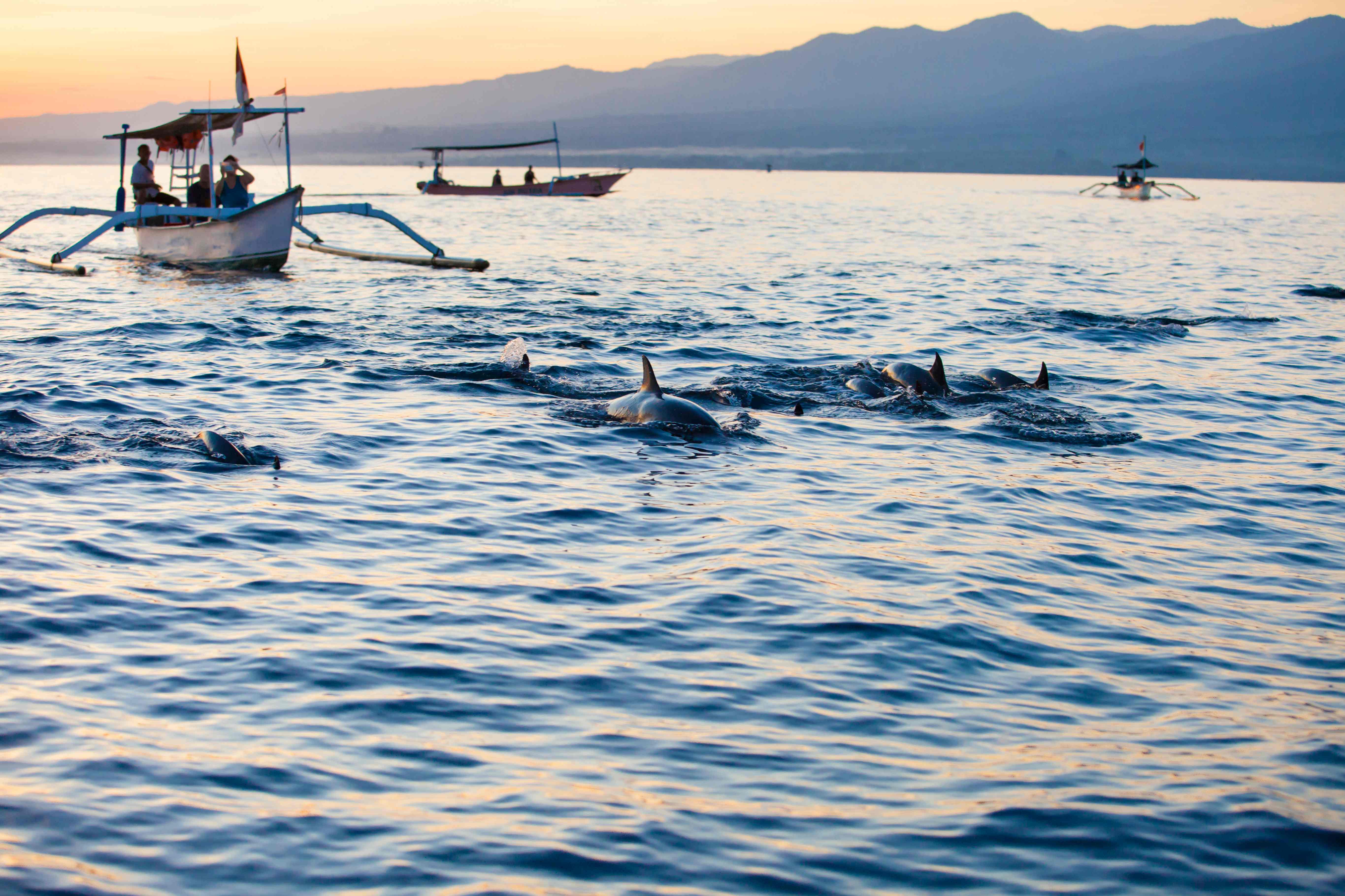 Where the Hills Whisper and Dolphins Dance: A Journey Beyond the Road