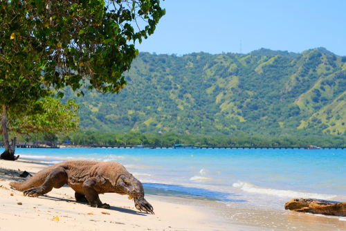 Chasing Dragons & Hidden Gems: My December Escape to Labuan Bajo