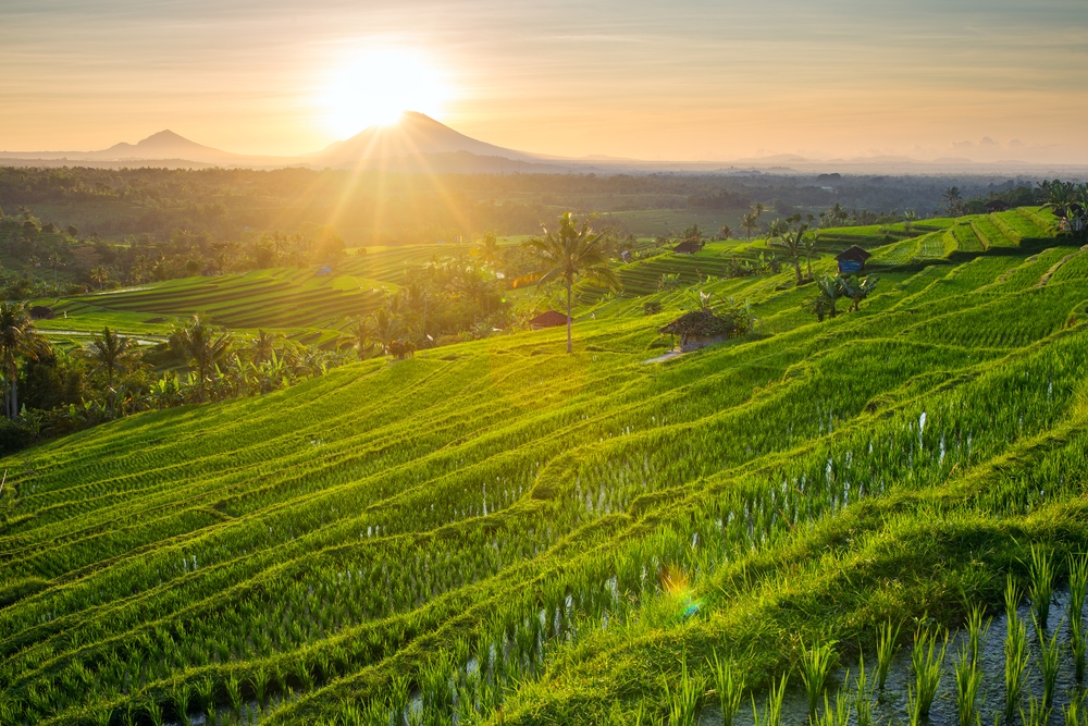 Jatiluwih Rice Terrace