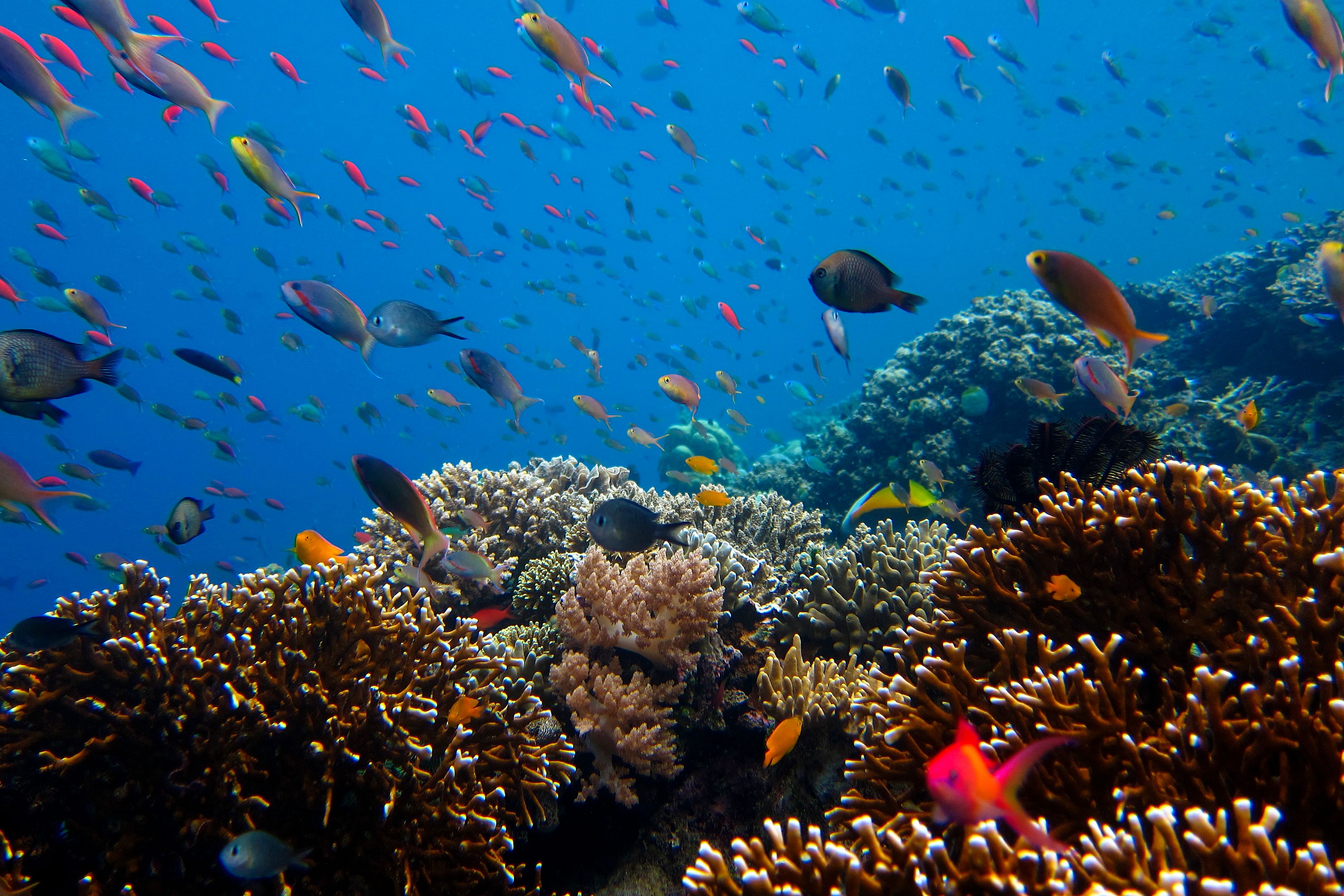 Menjangan Island