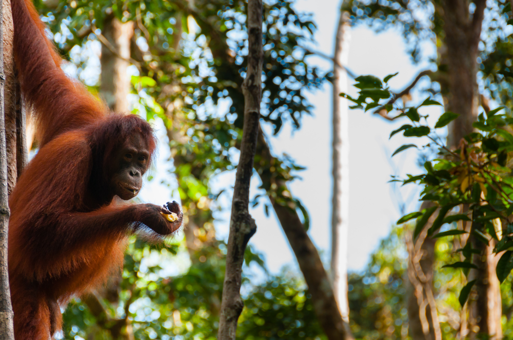 Protecting indonesia's nature